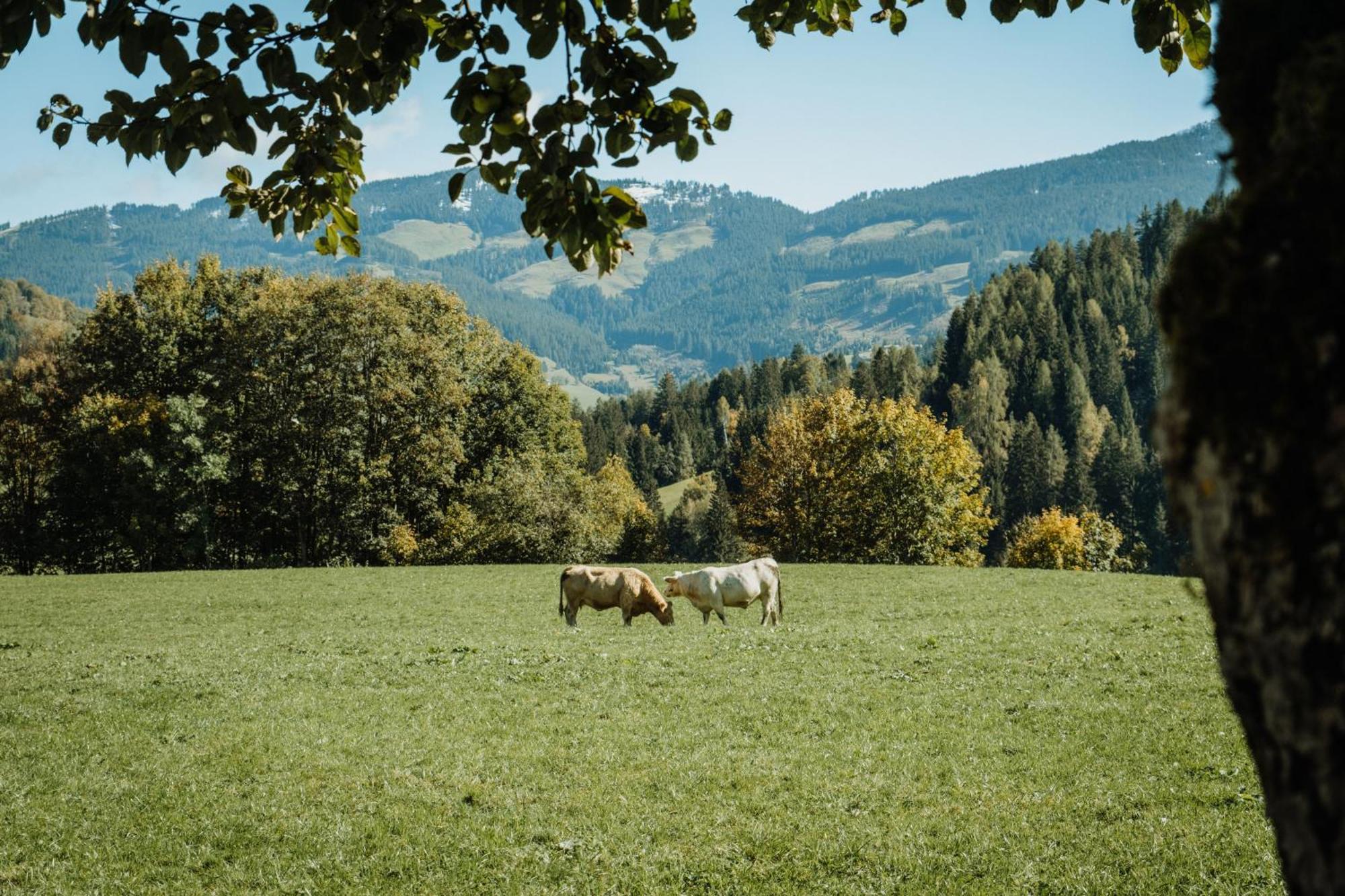 Biohof Ebengut Apart otel Maria Alm am Steinernen Meer Dış mekan fotoğraf